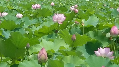 20180719_103458.jpg